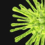 virus de couleur jaune (photo coupée verticalement)