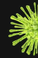 s'il te plait, dessines-moi un virus ;-)